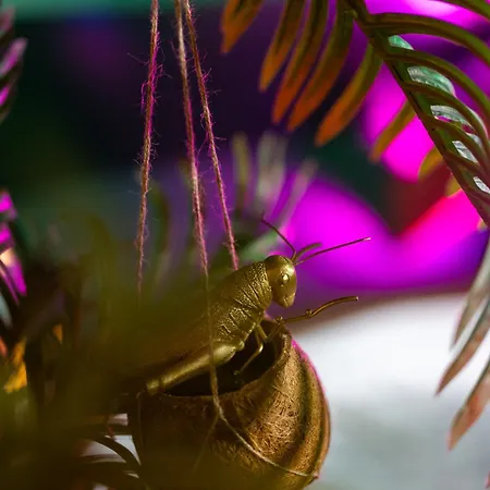 Appartement Dynasty Jungle Jacuzzi *