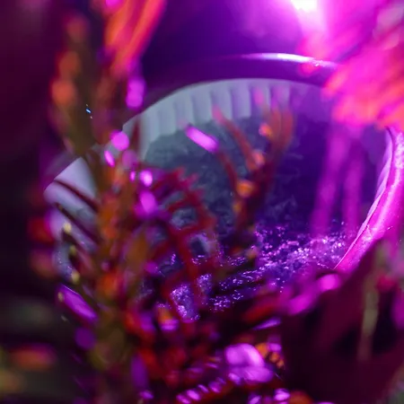 Dynasty Jungle Jacuzzi